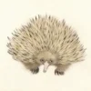 ECHIDNA - Short - Beak