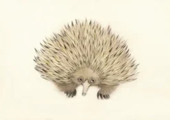 ECHIDNA - Short - Beak