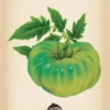 Heirloom Flower Seeds - Aunt Ruby's Green