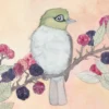 SILVEREYE FINCH