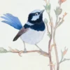 SUPERB FAIRY WREN