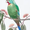 SWIFT PARROT