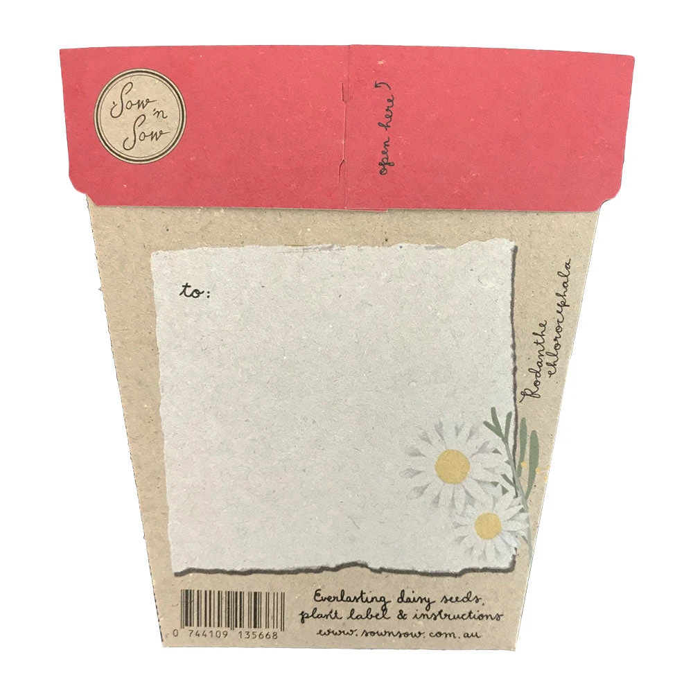 Christmas Greetings Gift Of Seeds ( Native Everlasting Daisy) 2 Christmas Greetings Gift Of Seeds ( Native Everlasting Daisy) - Image 2