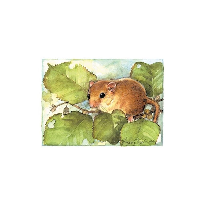 Postcard - Hazel Mouse From Narke Sweden 1 Postcard - Hazel Mouse From Narke Sweden