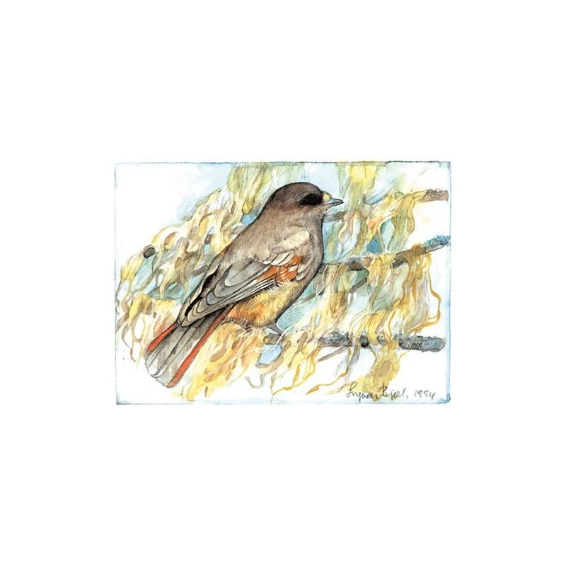 Postcard - Lowland Jay 1 Postcard - Lowland Jay