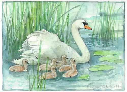 Postcard - Swan By Ingvar Björk 1 Postcard - Swan By Ingvar Björk